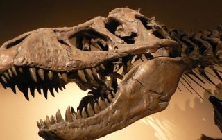 Dinozaurii si evolutia masinilor CNC